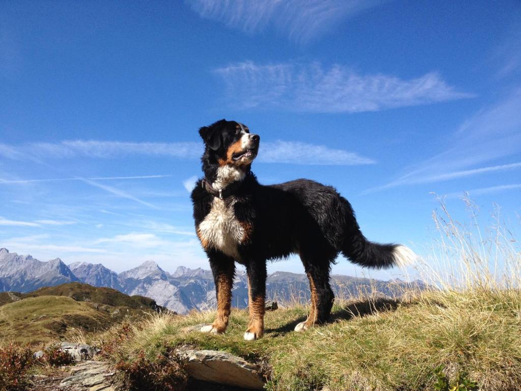 Gasthof Badl - Bed & Breakfast Hall in Tirol Exterior foto